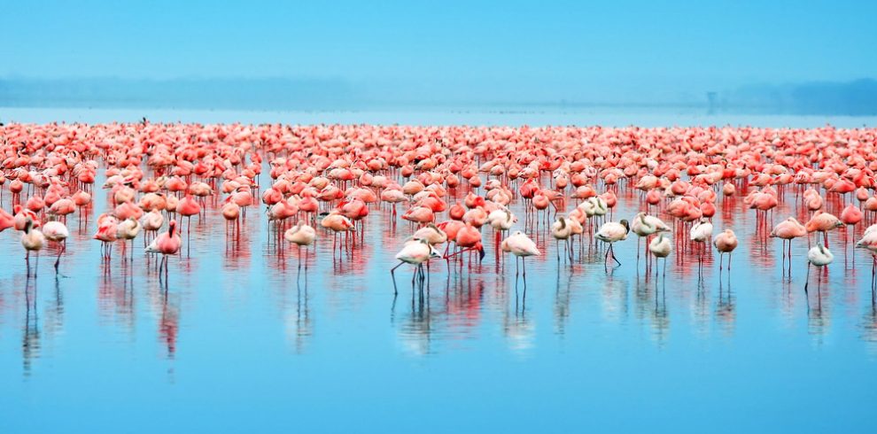 Best-time-to-see-Flamingoss